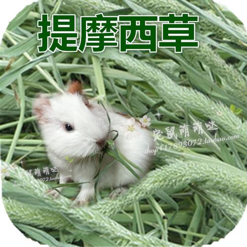 给荷兰猪买的提摩西干草硬梗比较多，感觉没什么叶子呢？是提摩西草就这样吗？还是我买的草不好？如果你