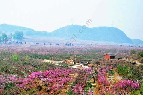 北京平谷桃花节门票多少钱