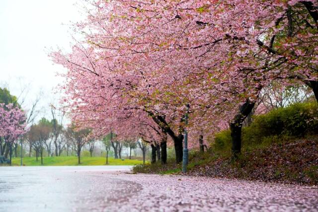 顾村公园的樱花节里面是只有樱花吗，门票是多少