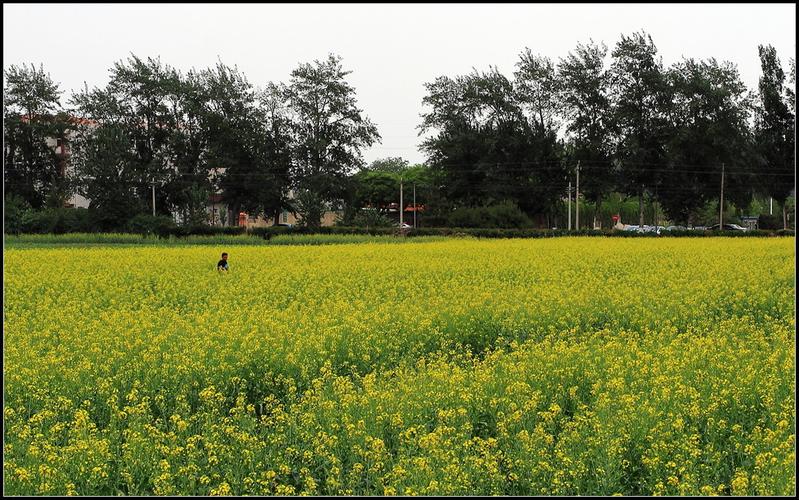 长沟油菜花在哪，怎么去