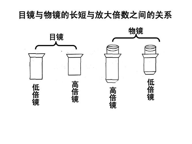 物镜和目镜什么区别？