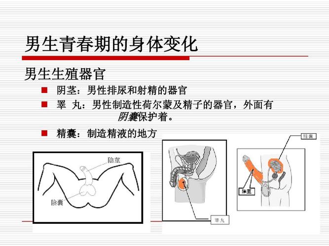 男生青春期多少岁开始到多少岁结束？