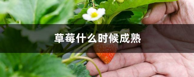 草莓的成熟季节是什么时候？