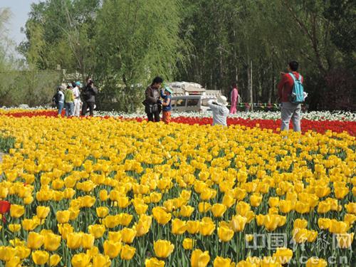 碾子沟到五家渠的郁金香节的会址，怎么坐公交车