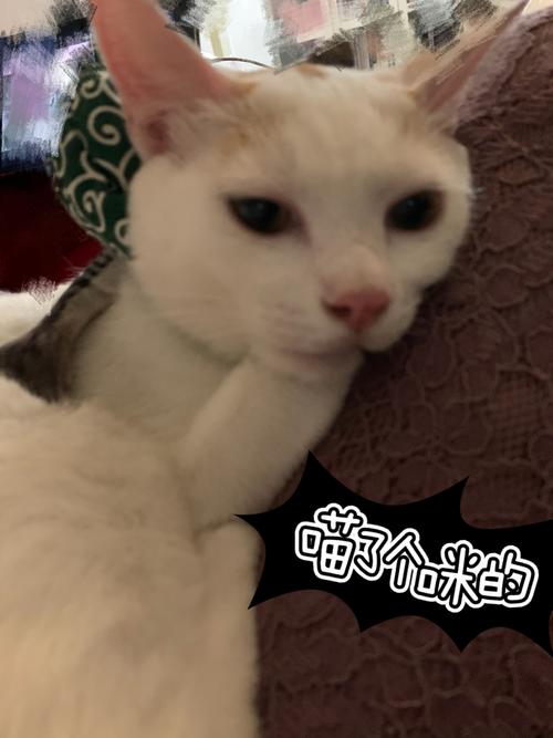 求个最全的贱猫表情包