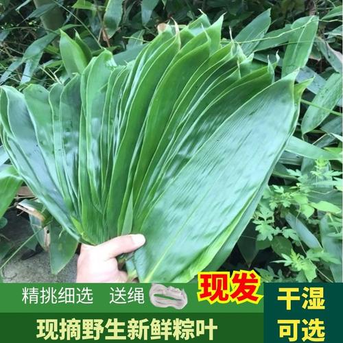 粽叶是什么植物的叶子 粽叶是竹叶吗