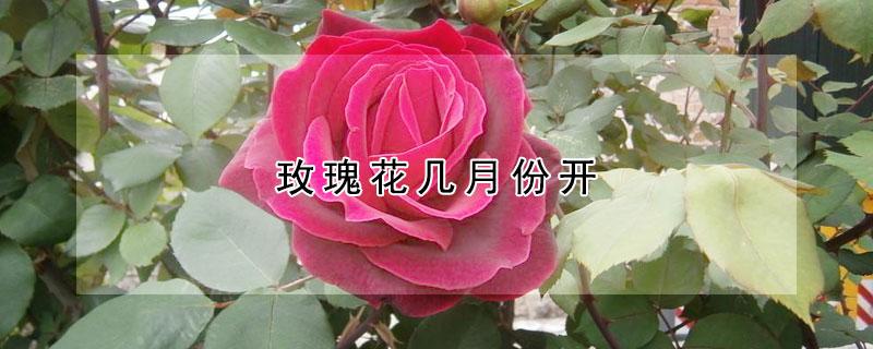 玫瑰花是什么季节开的