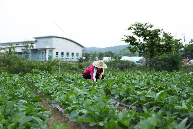 如何在家种植有机蔬菜？