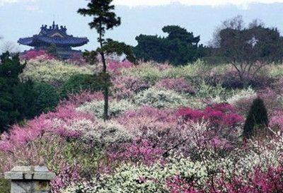 梅花山门票多少钱