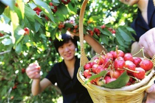 关于渝北区玉峰山樱桃节