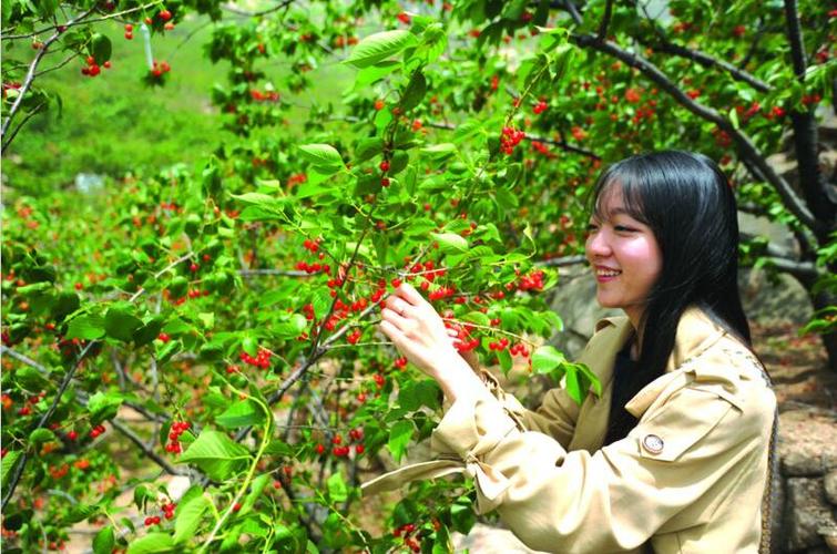 北宅樱桃节的节会简介