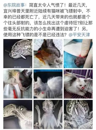 把猫打死了会有报应吗？