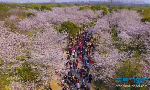 2018上海樱花节门票多少钱 上海樱花节攻略