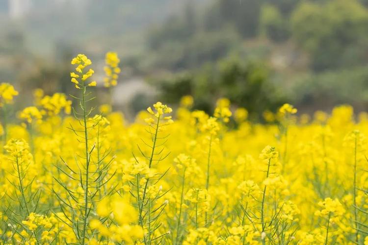 2016年桥头油菜花什么时候开？桥头油菜花节赏花最佳时间什么时候