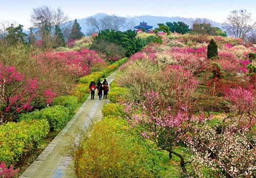 南京梅花节是什么时间？