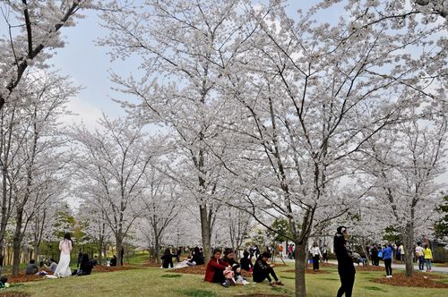 上海樱花节首个周末游客量达20万，樱花适合在什么气候中成长？