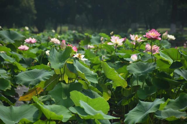 荷花是什么季节开的