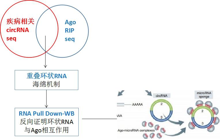 如何做环状RNA的功能验证