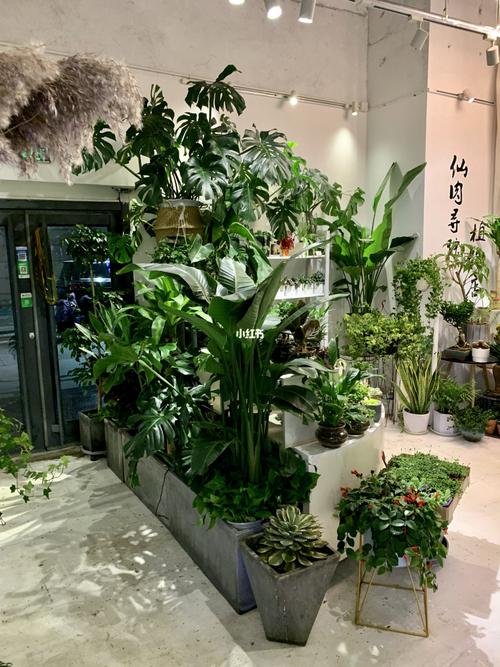 想开l绿植店怎么开