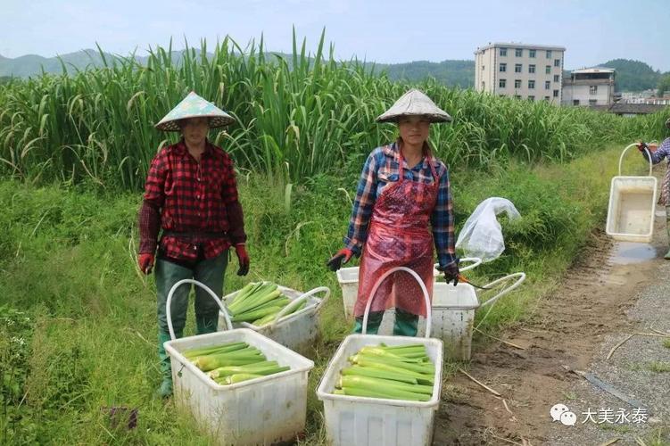 农民如何致富