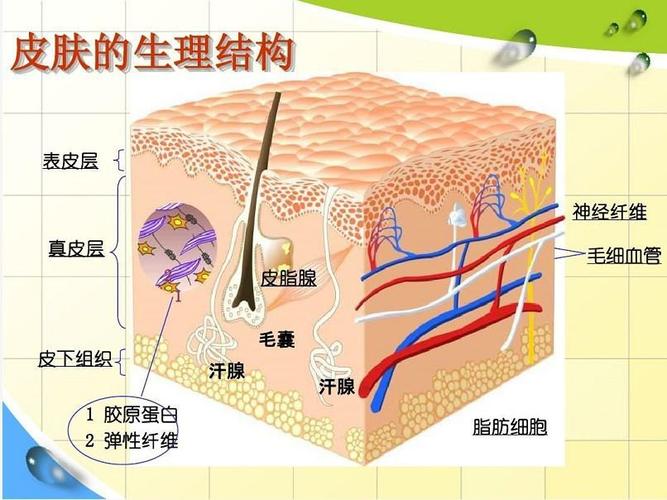 生皮的生皮的组织结构