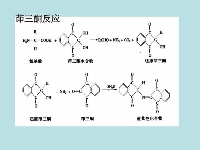 你能区分蛋白质茚三酮反应及其他氨基化合物茚三酮反应的结果吗？试解释之。