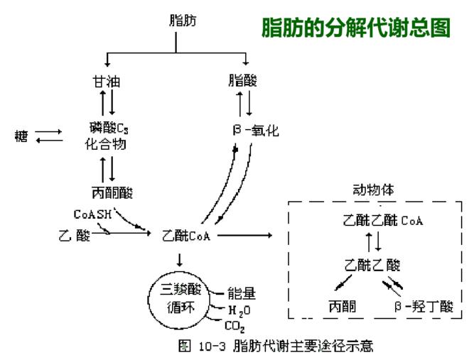 什么是脂肪酸？