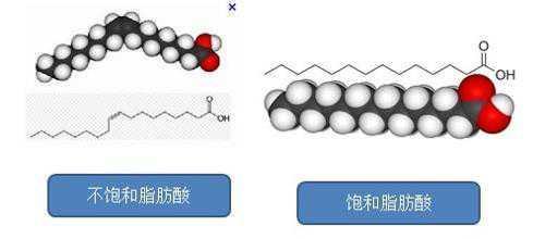 脂肪酸是什么