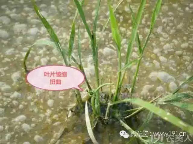 酰胺类除草剂药害的作用机制及主要症状是什么？