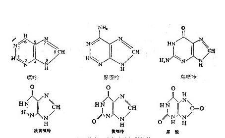 什么是嘧啶，什么是嘌呤