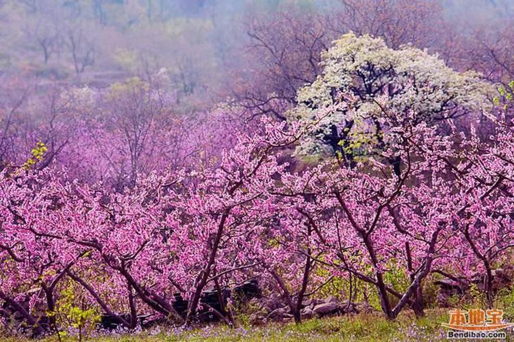 平谷桃花节是几月几日？