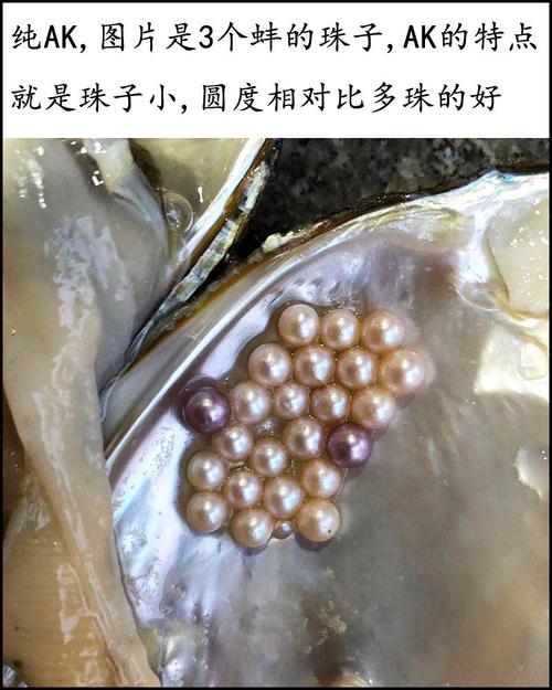 珍珠在河蚌里是怎样形成的