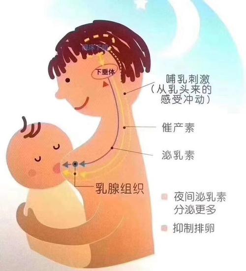 哺乳期女性的乳房护理有哪些