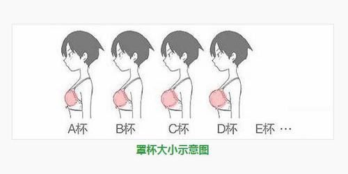 文胸尺码怎么选abc？