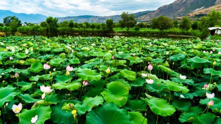 莲花是什么时候开花的？