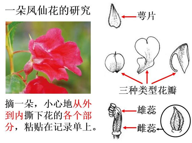 你能区别花萼与花片，花冠与花瓣吗？