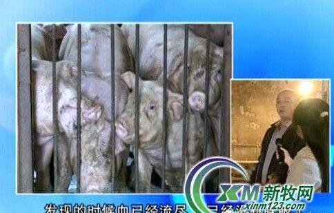 母猪咬死男童主人该判刑在中国能判几年有相关刑法吗？