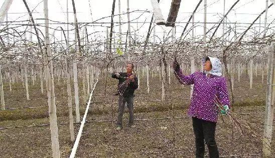 葡萄常见架型中哪一种比较好种植啊？