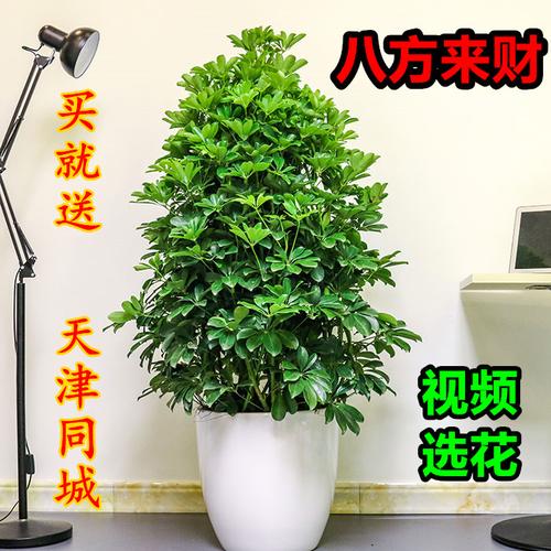 摇钱树其实是什么植物？