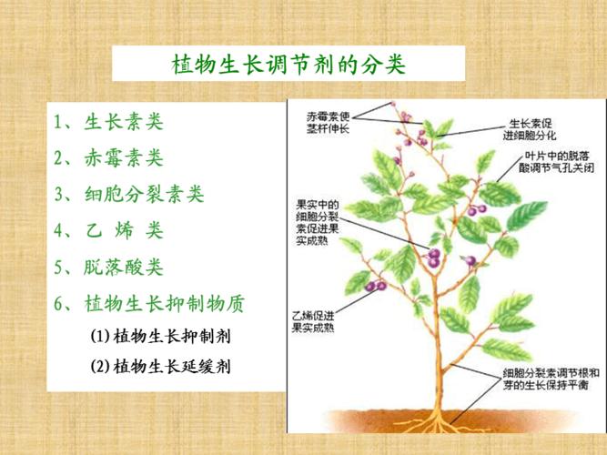 什么是植物生长调节剂？