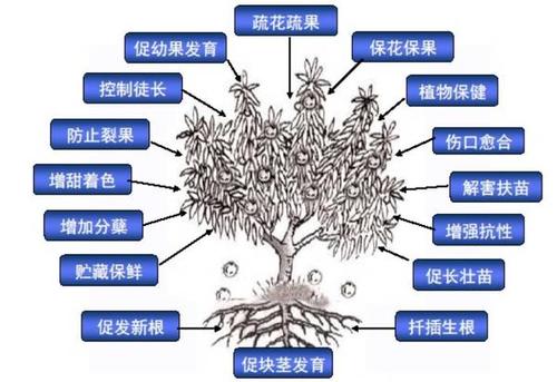 常用植物生长调节剂有哪些