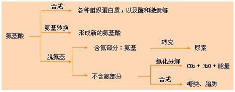 氨基酸是什么物质？