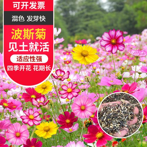 花卉种子如何种植？