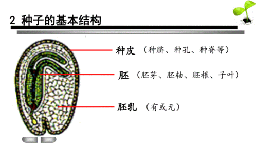 农业种子的类型包括哪些？