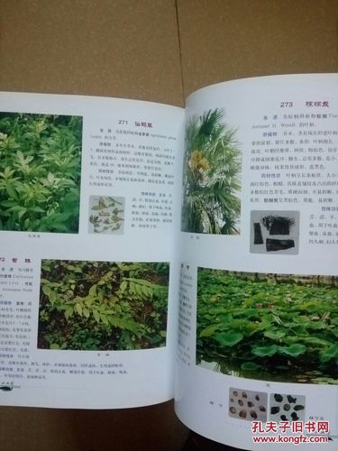 中药原植物是什么意思。“ 原植物”的含义是什么。