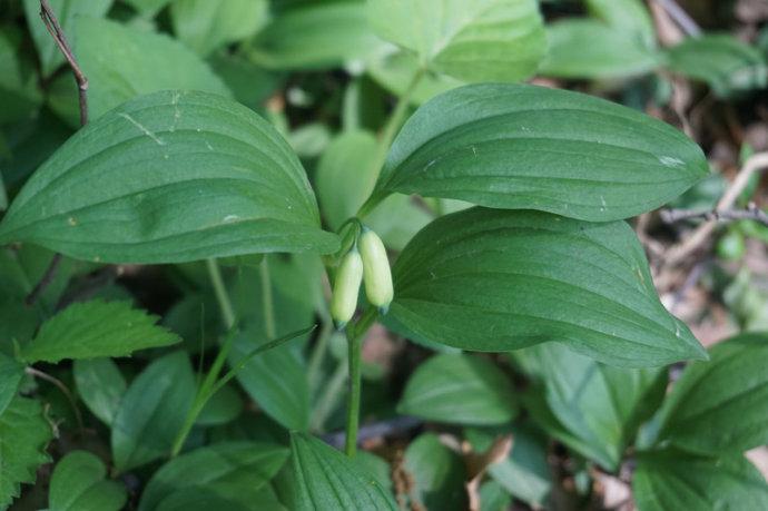 请问九龙川药材原植物的科、属以及植物名