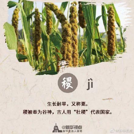 黍稷麦菽稻所指哪五谷