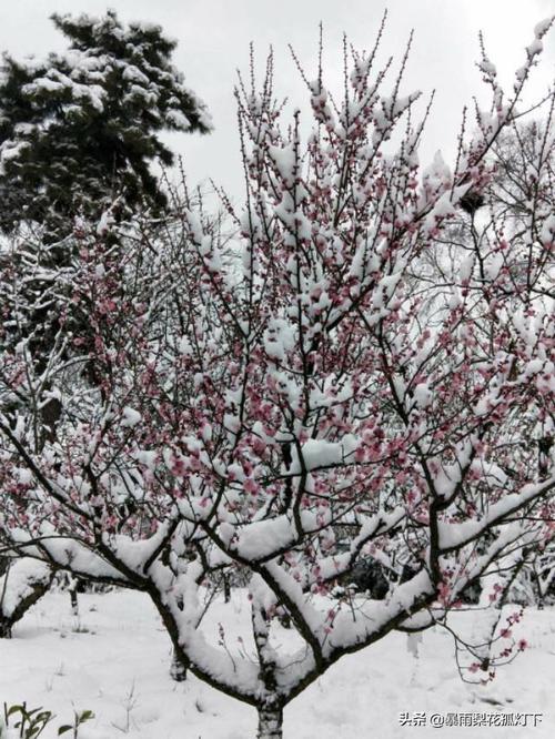 梅风柳意两相知， 披雪争开第一枝。 什么意思