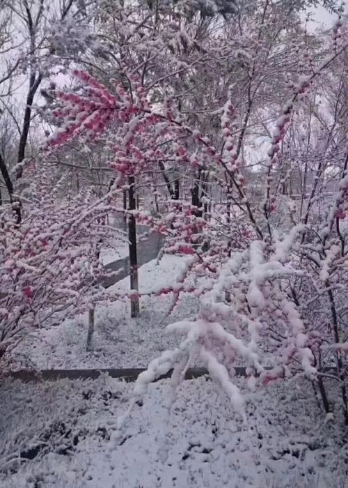 七月飞雪这样自然现象是否真实存在？它的原理又是如何的？