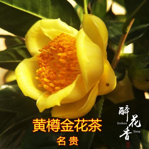 野生金花茶值钱吗？